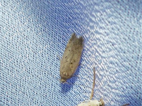 Bryotropha sp.